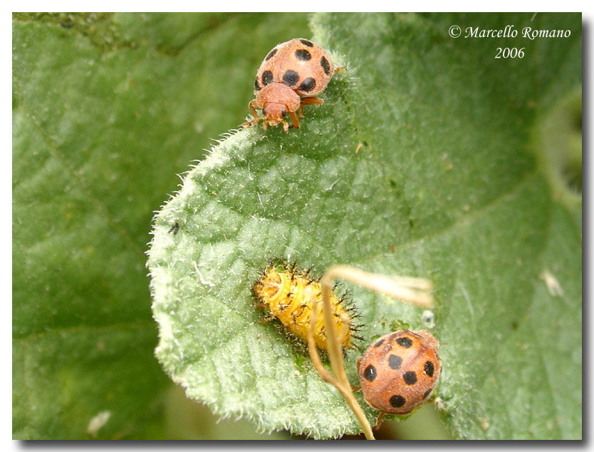 La coccinella del cocomero asinino: Henosepilachna elaterii